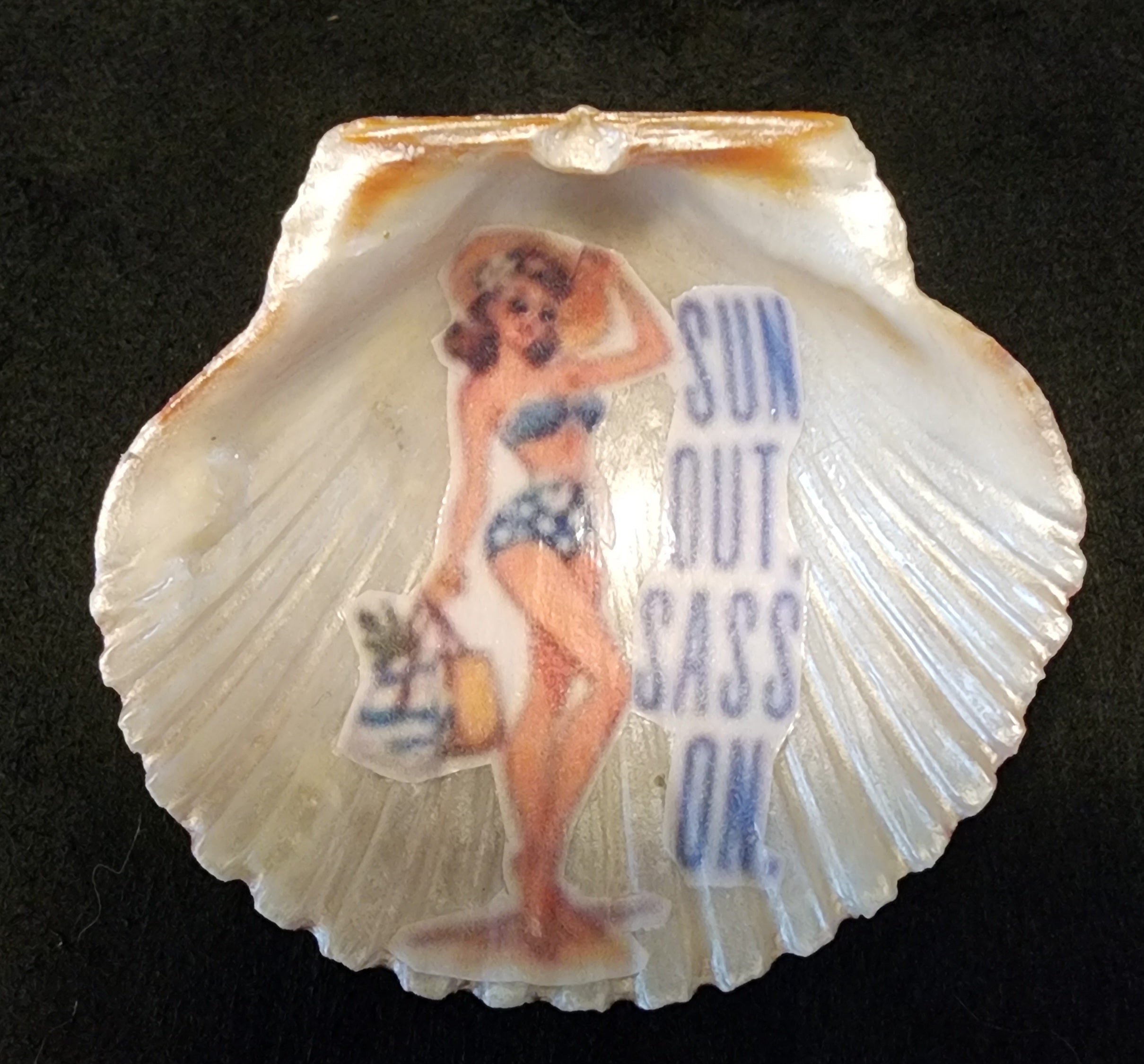 Retro Charm Seashell Magnets